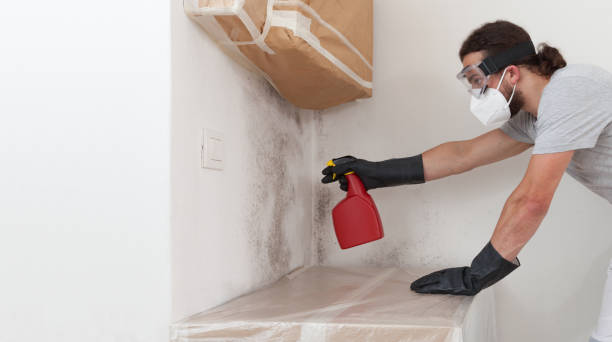 Professional Basement Mold Removal technician working in Gaylord, MN