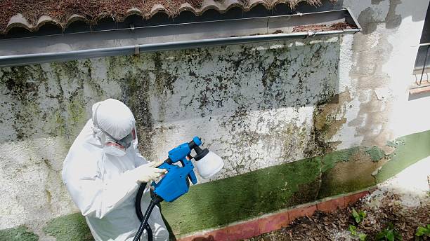 Top rated local Basement Mold Removal specialists in Gaylord, MN